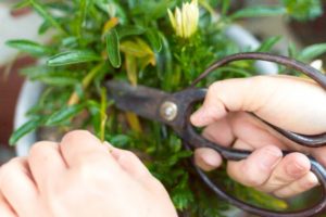 Read more about the article 胡蝶蘭を剪定して花を咲かせよう。剪定の方法やタイミングを解説