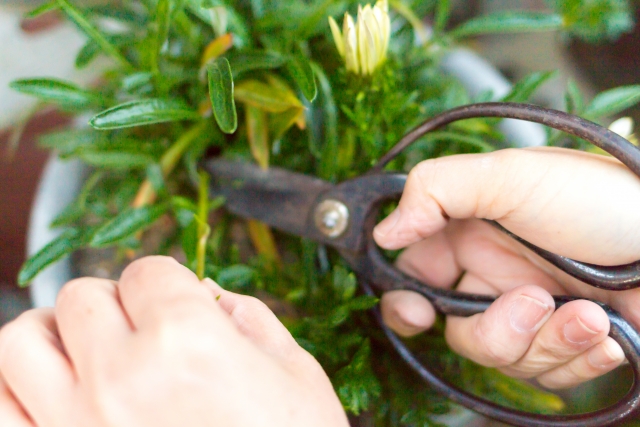 You are currently viewing 胡蝶蘭を剪定して花を咲かせよう。剪定の方法やタイミングを解説