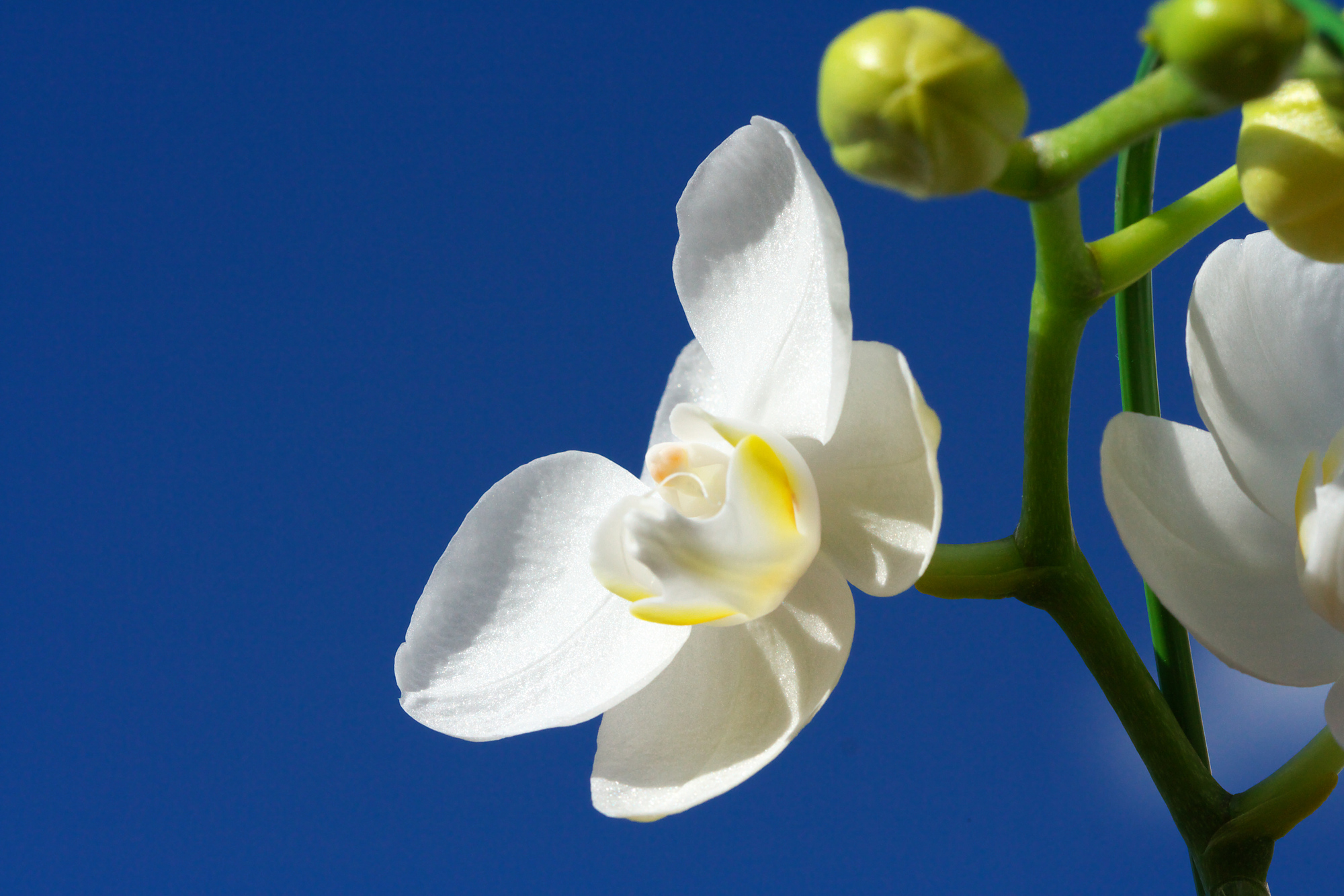 胡蝶蘭の アマビリス はどんな品種 育て方のコツなども解説 カシマ洋ラン園 Column