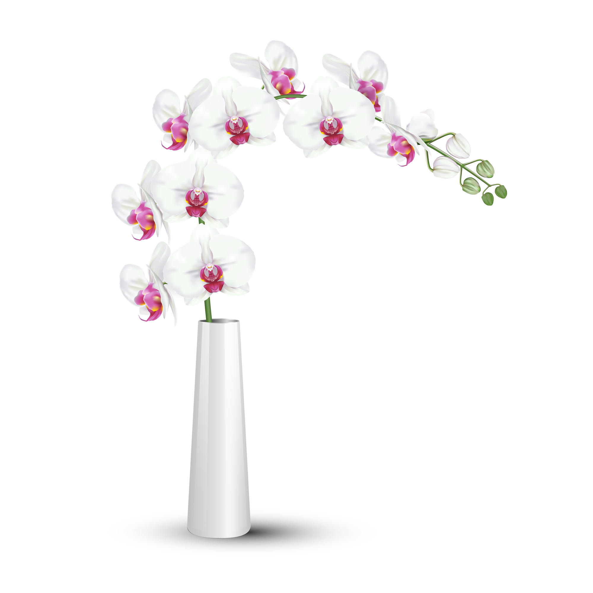 You are currently viewing 胡蝶蘭は切り花でも長く楽しめるお花。より長く楽しむためには？