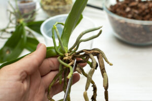 Read more about the article 胡蝶蘭の根が鉢から飛び出している！黒く変色している！こんなときはどうすれば？