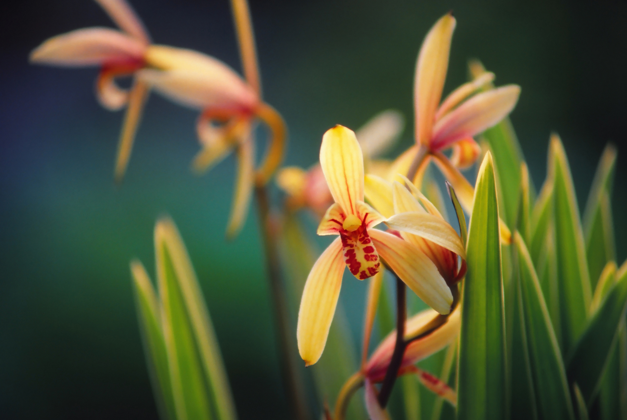 ランの種類は何ですか? | ラン科の花一覧 , 蘭(ラン)の種類や分類、その育て方について解説 – ORKA