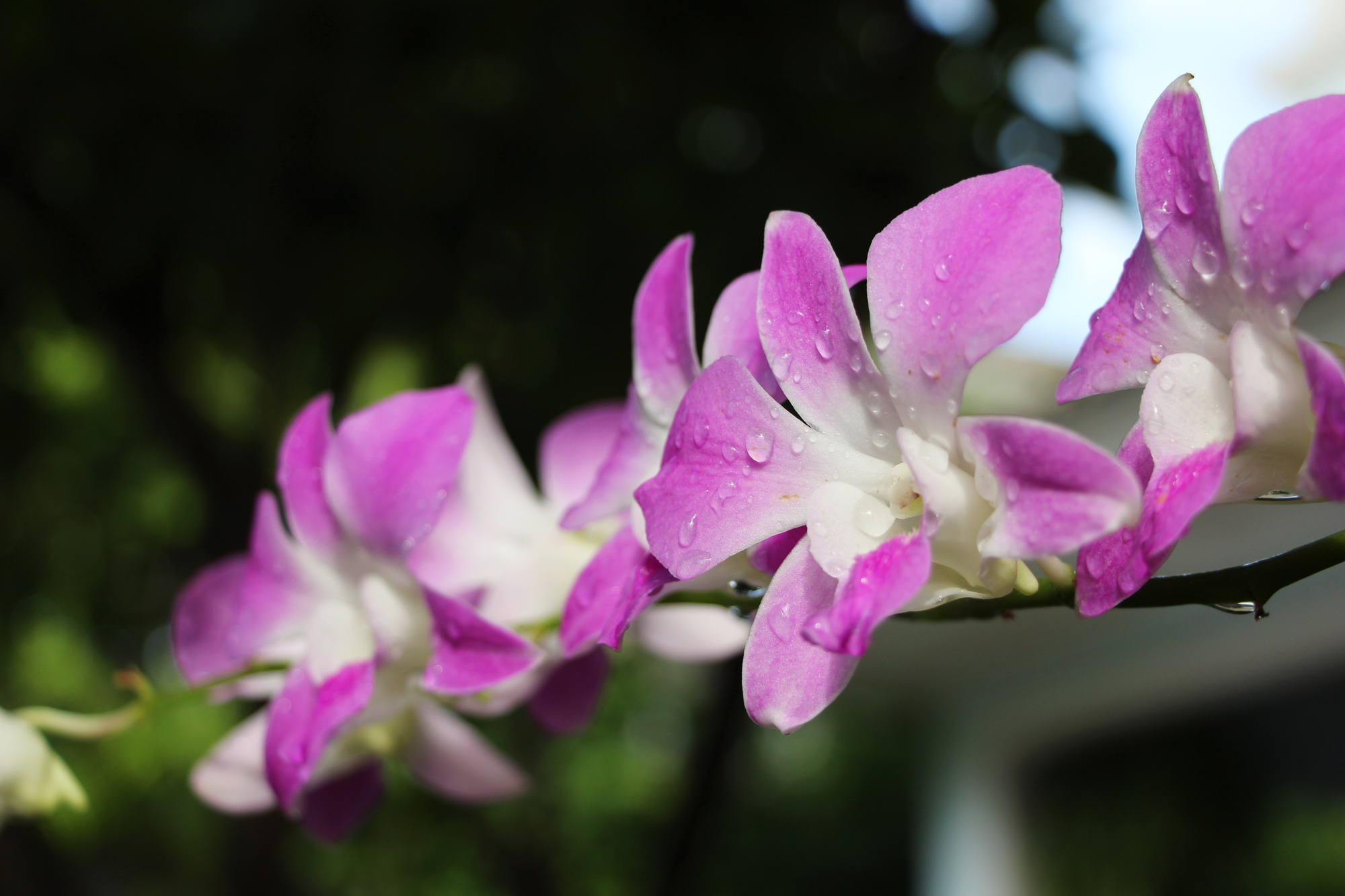 デンファレってどんな蘭？デンファレの花言葉や種類、育て方を解説 | カシマ洋ラン園 COLUMN