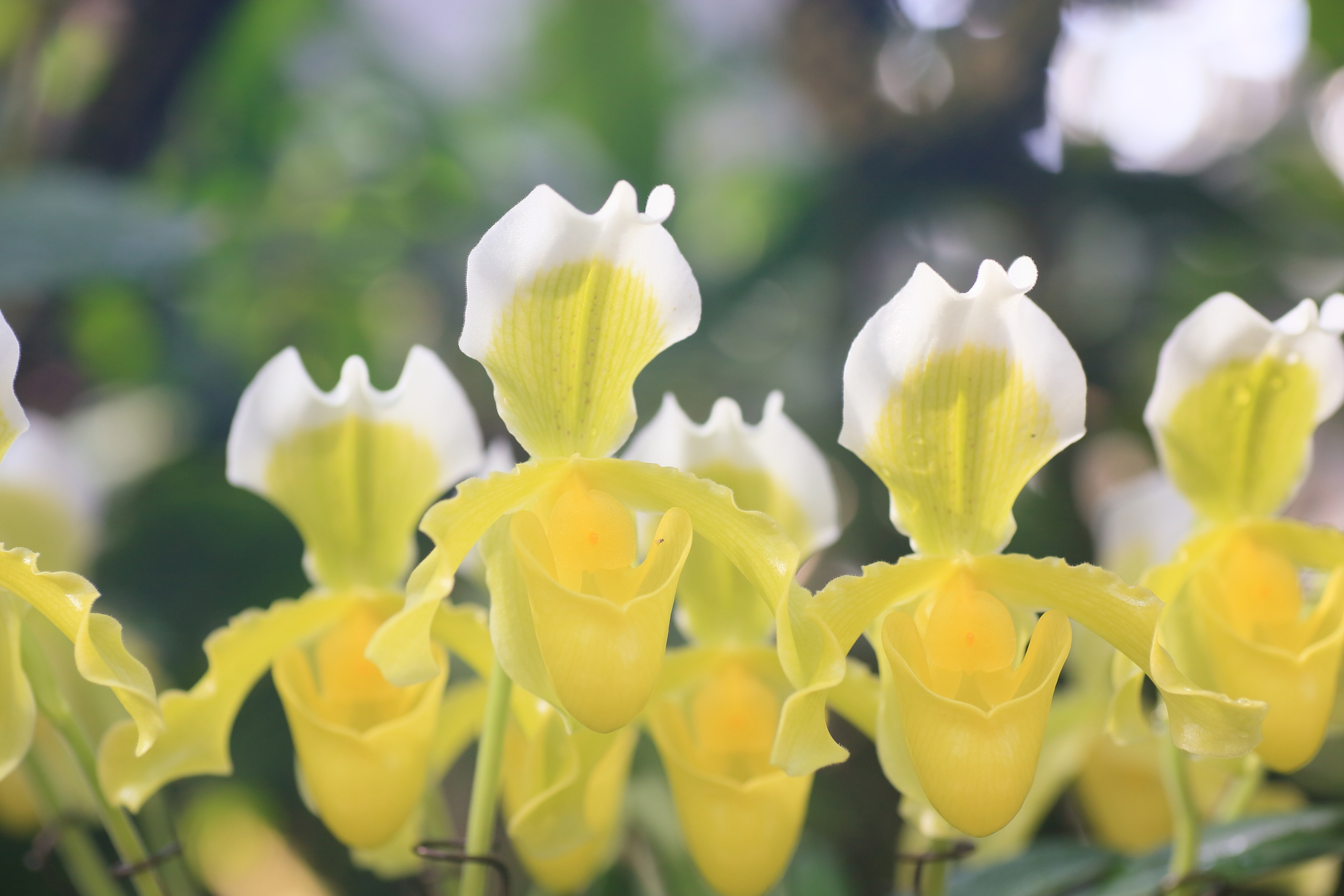 You are currently viewing スリッパのような花をもつパフィオペディラムはどんな蘭？特徴や花言葉、育て方を解説！