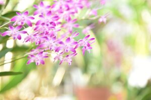 Read more about the article デンドロビウムってどんな蘭？デンドロビウムの花言葉や種類、育て方を解説