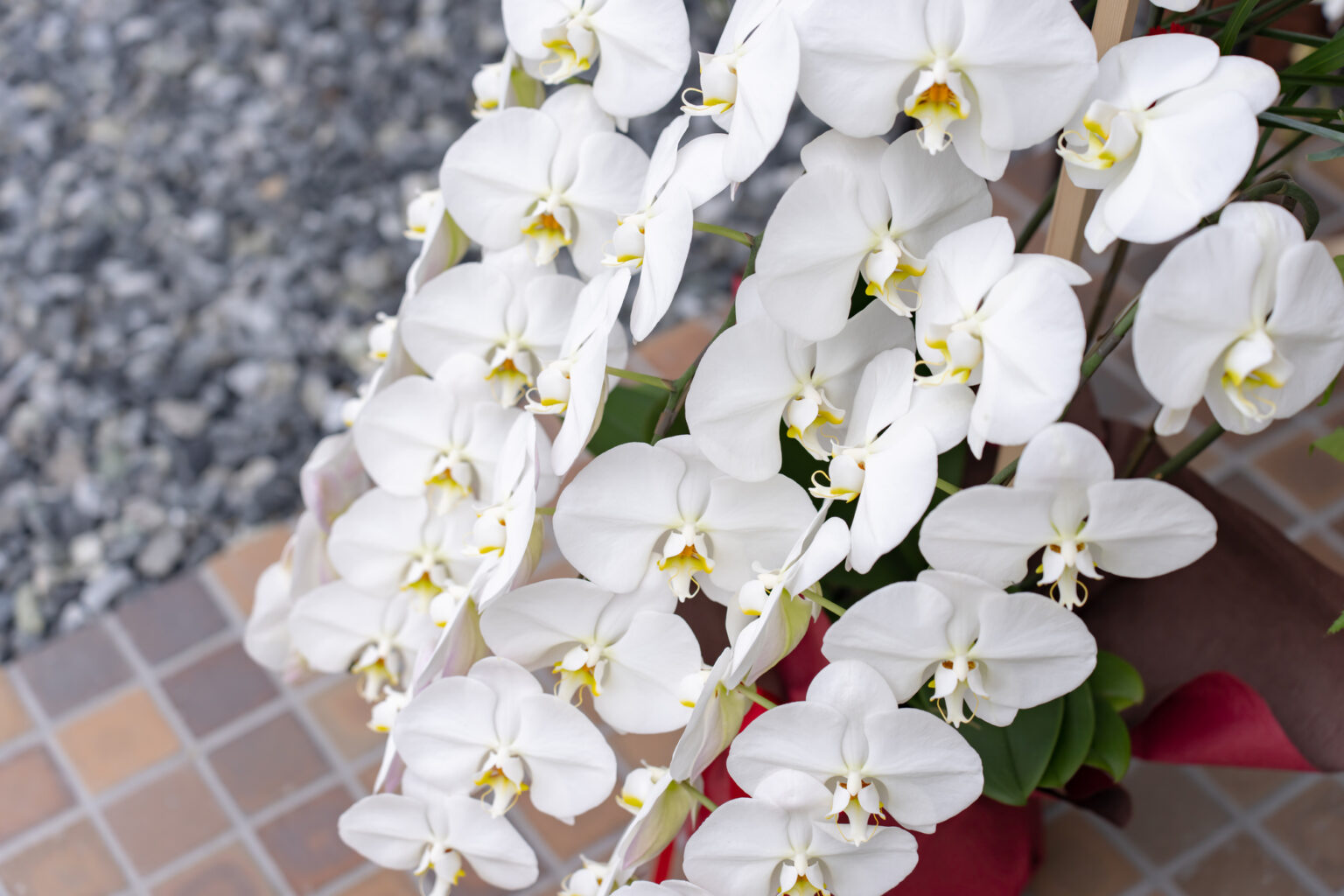 おしゃれな胡蝶蘭、赤リップ!どんな胡蝶蘭?花言葉はあるの? | カシマ洋ラン園 COLUMN